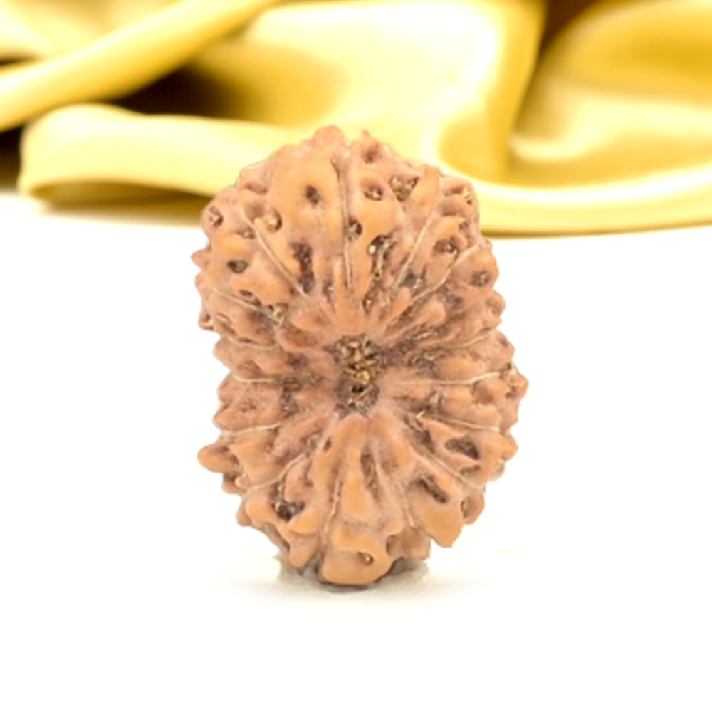 16 Mukhi from Java Indonesia Small - CXLVIII