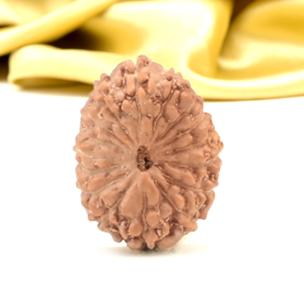 16 Mukhi from Java Indonesia Small - CXLIX