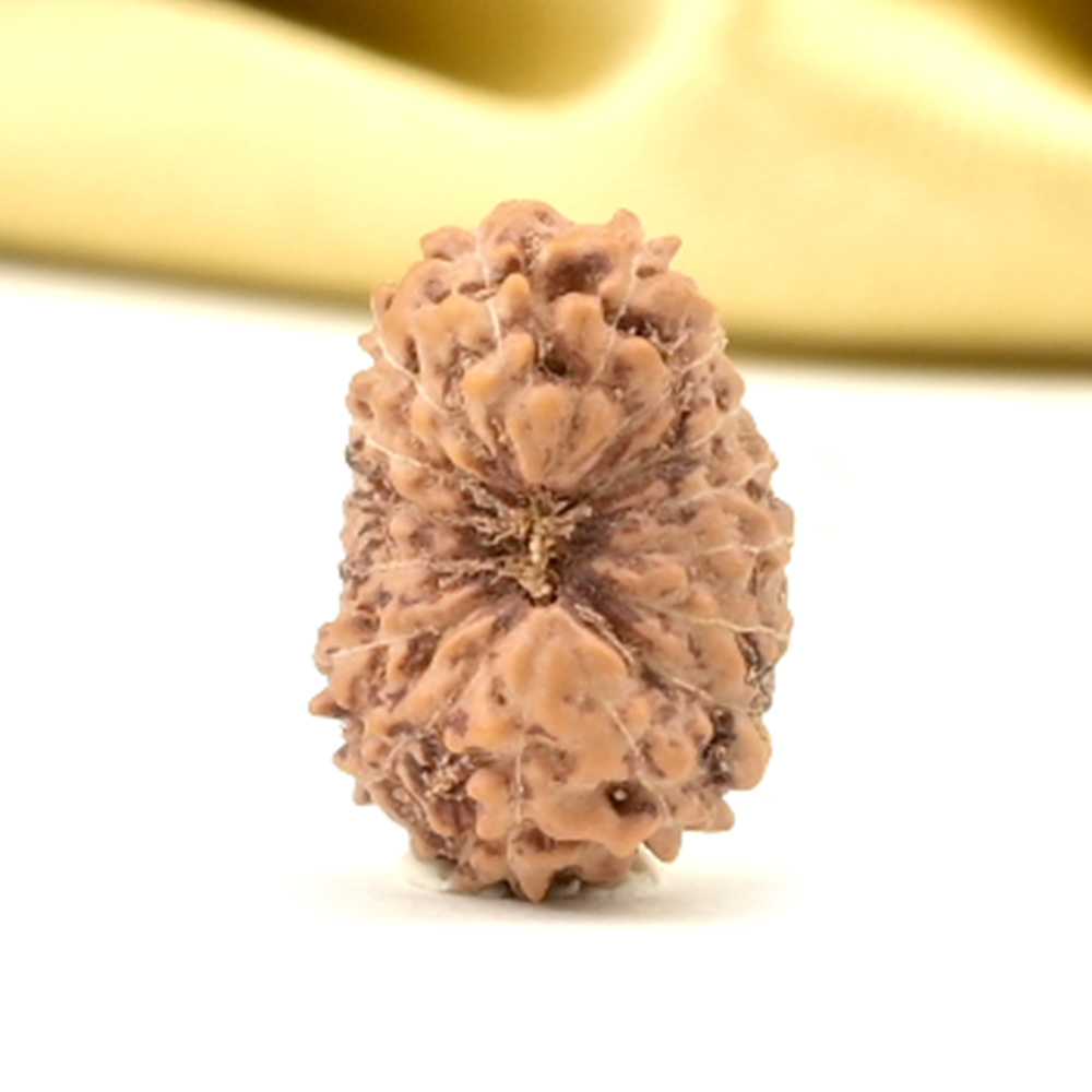 16 Mukhi from Java Indonesia Small - CL