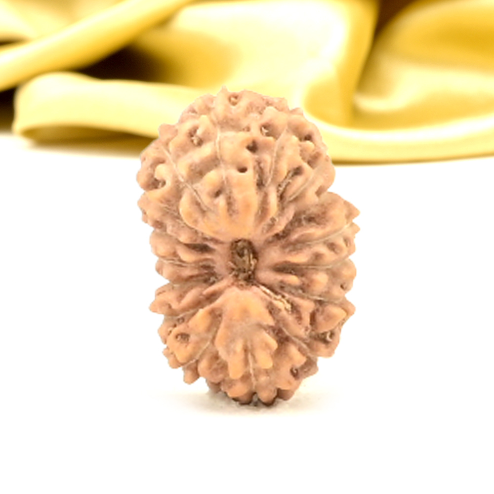 16 Mukhi from Java Indonesia Small - CLI