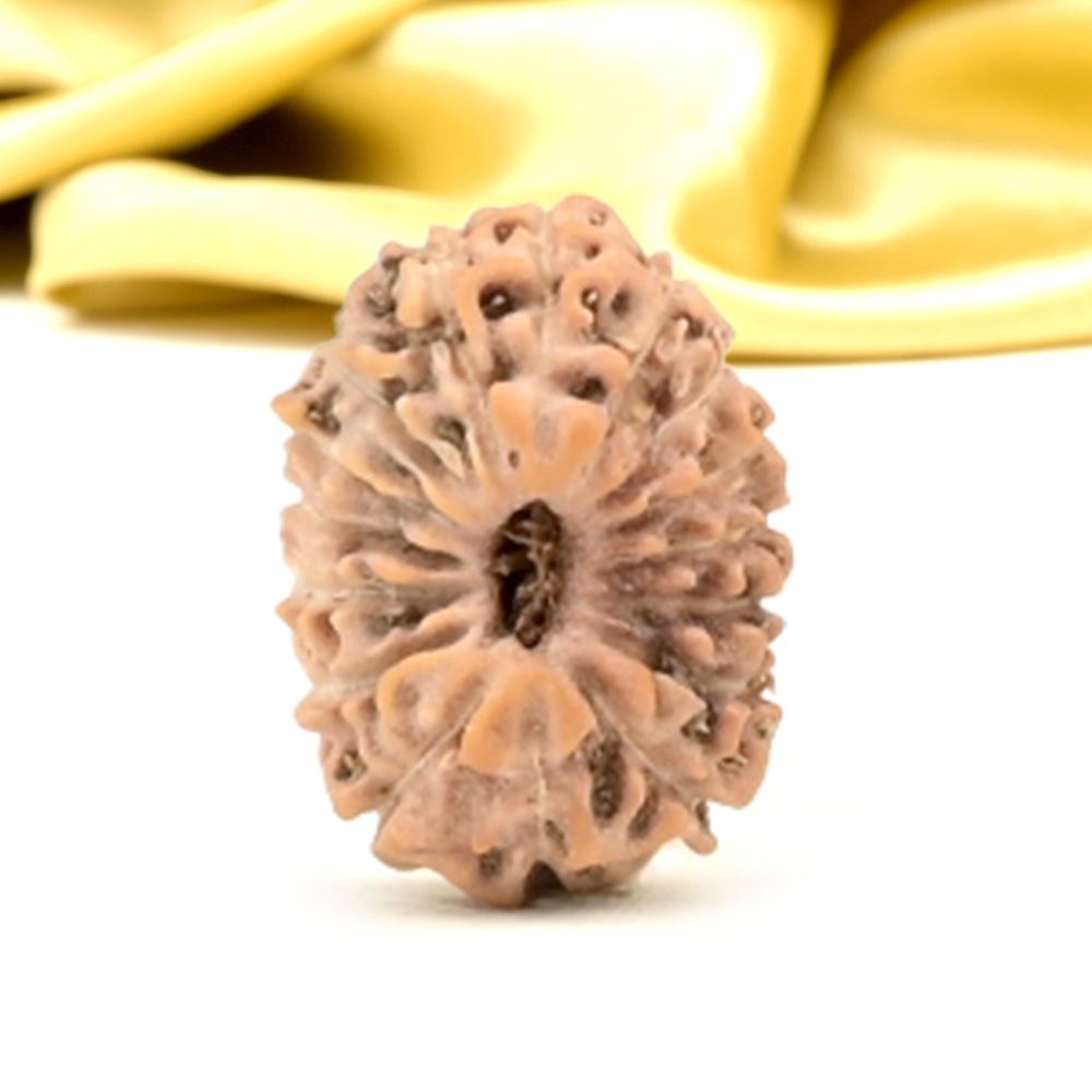 16 Mukhi from Java Indonesia Small - CLII