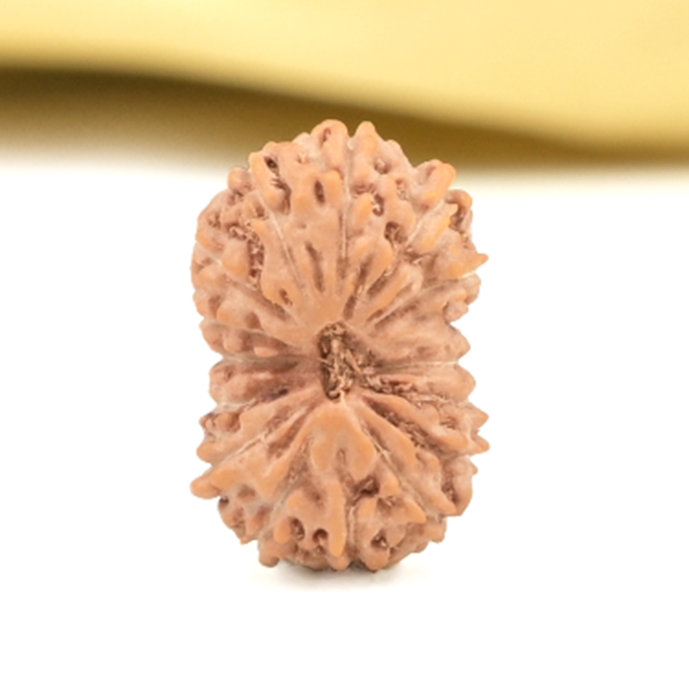 16 Mukhi from Java Indonesia Small - CLIII