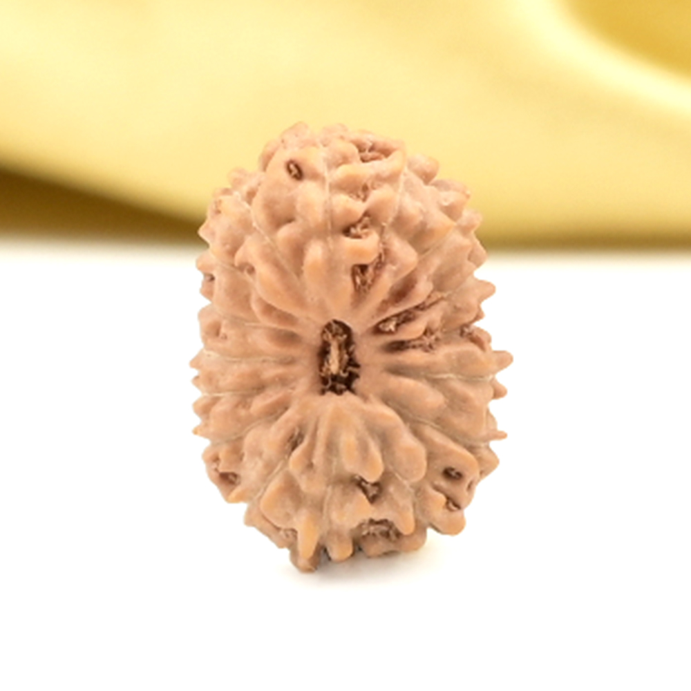 16 Mukhi from Java Indonesia Small - CLIV