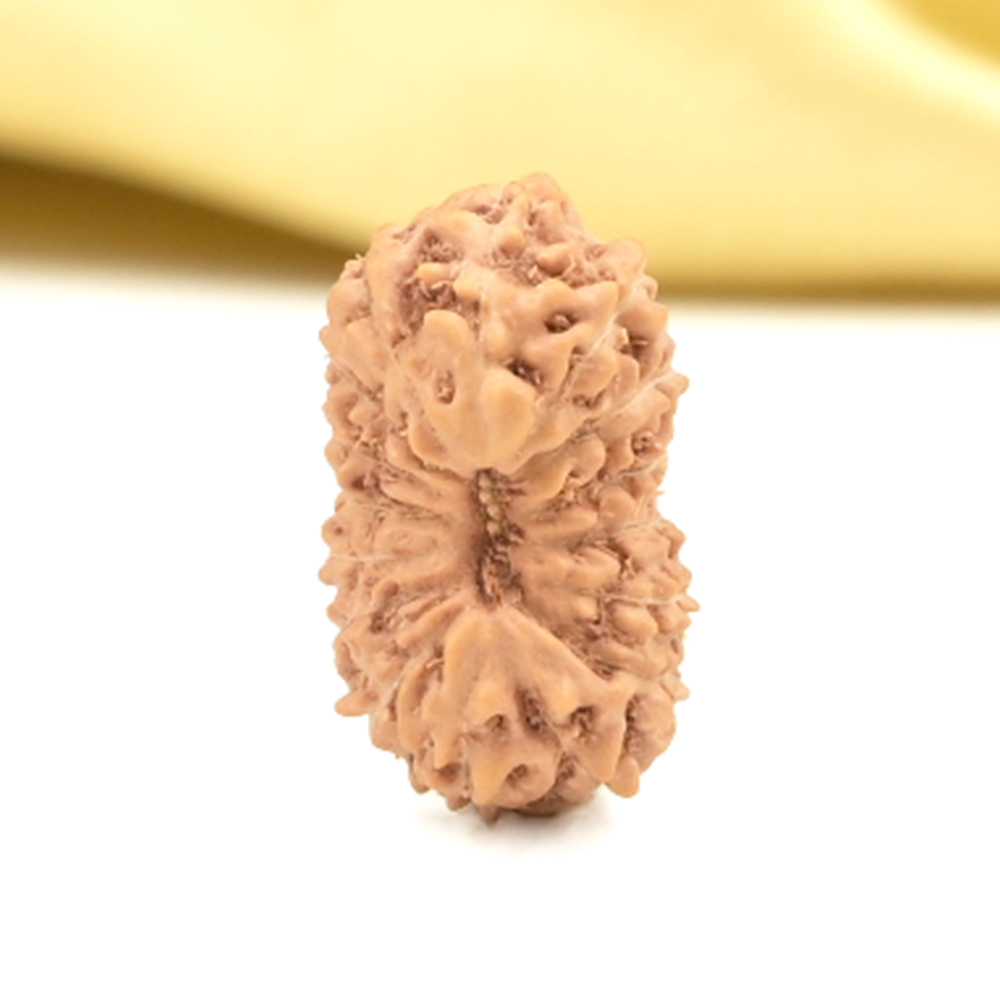 16 Mukhi from Java Indonesia Small - CLV