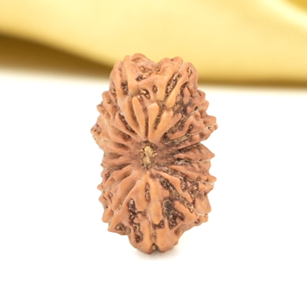 16 Mukhi from Java Indonesia Small - CLVI