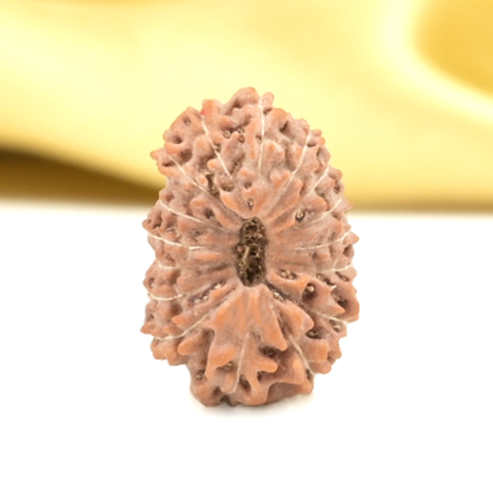 16 Mukhi from Java Indonesia Small - CLVII