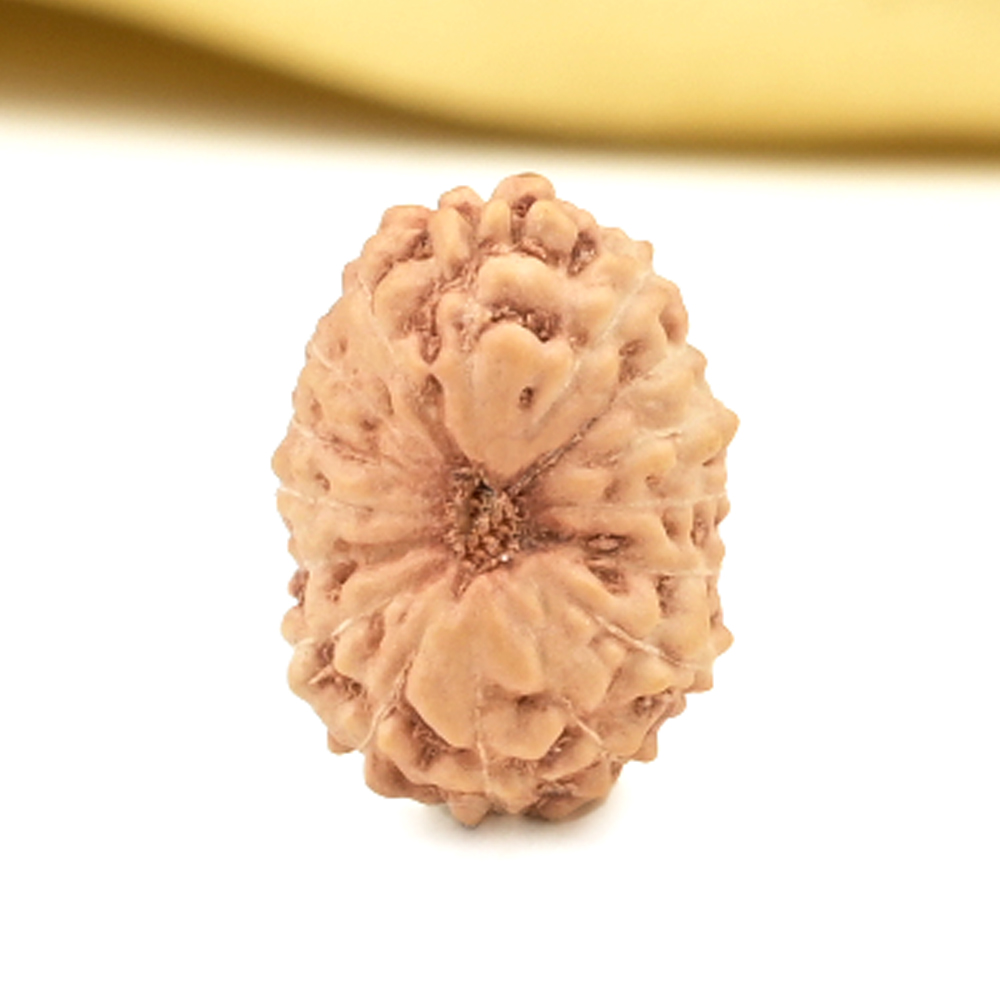 16 Mukhi from Java Indonesia Small - CLVIII