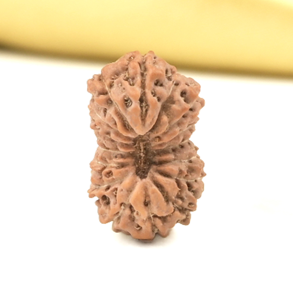 16 Mukhi from Java Indonesia Small - CLIX