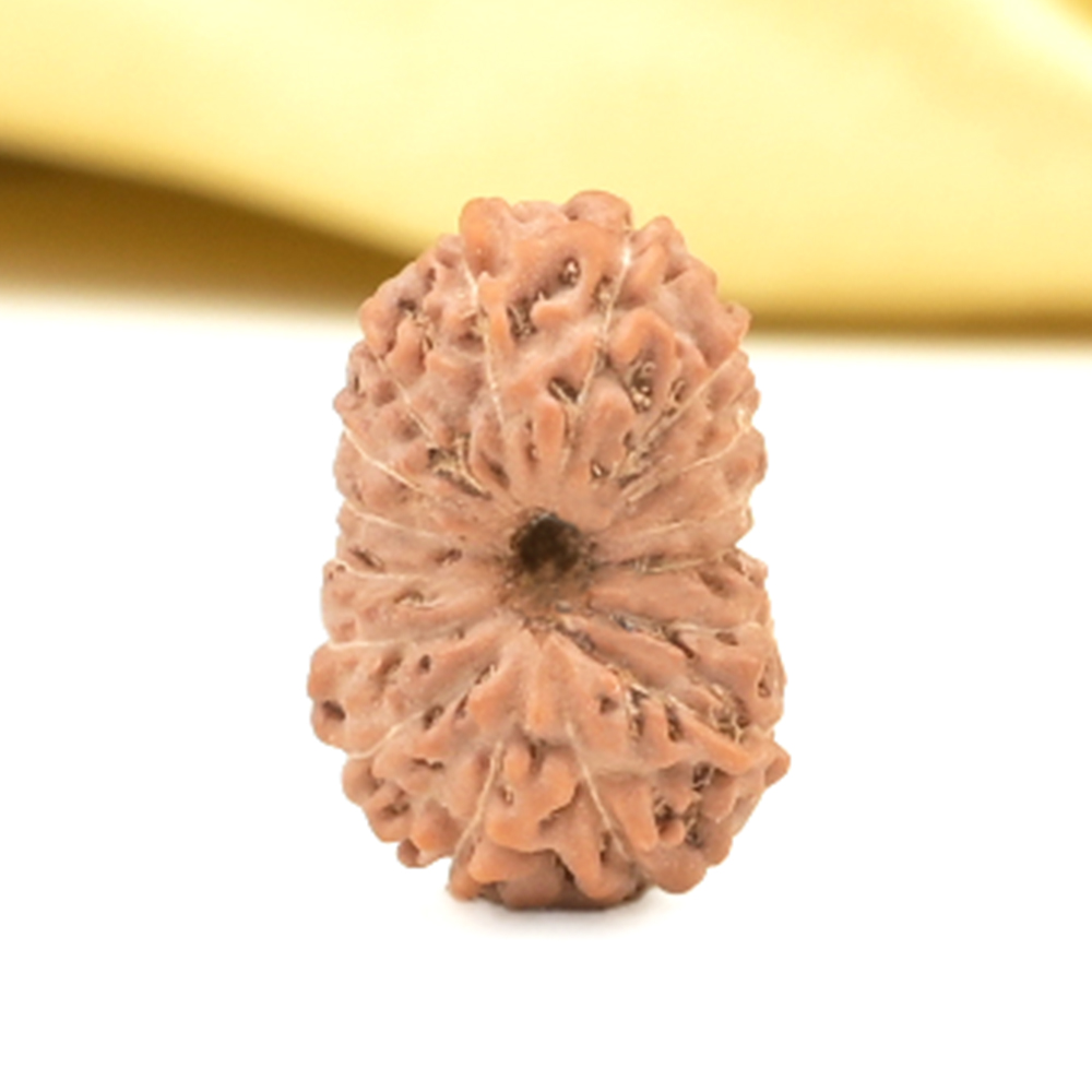 16 Mukhi from Java Indonesia Small - CLX