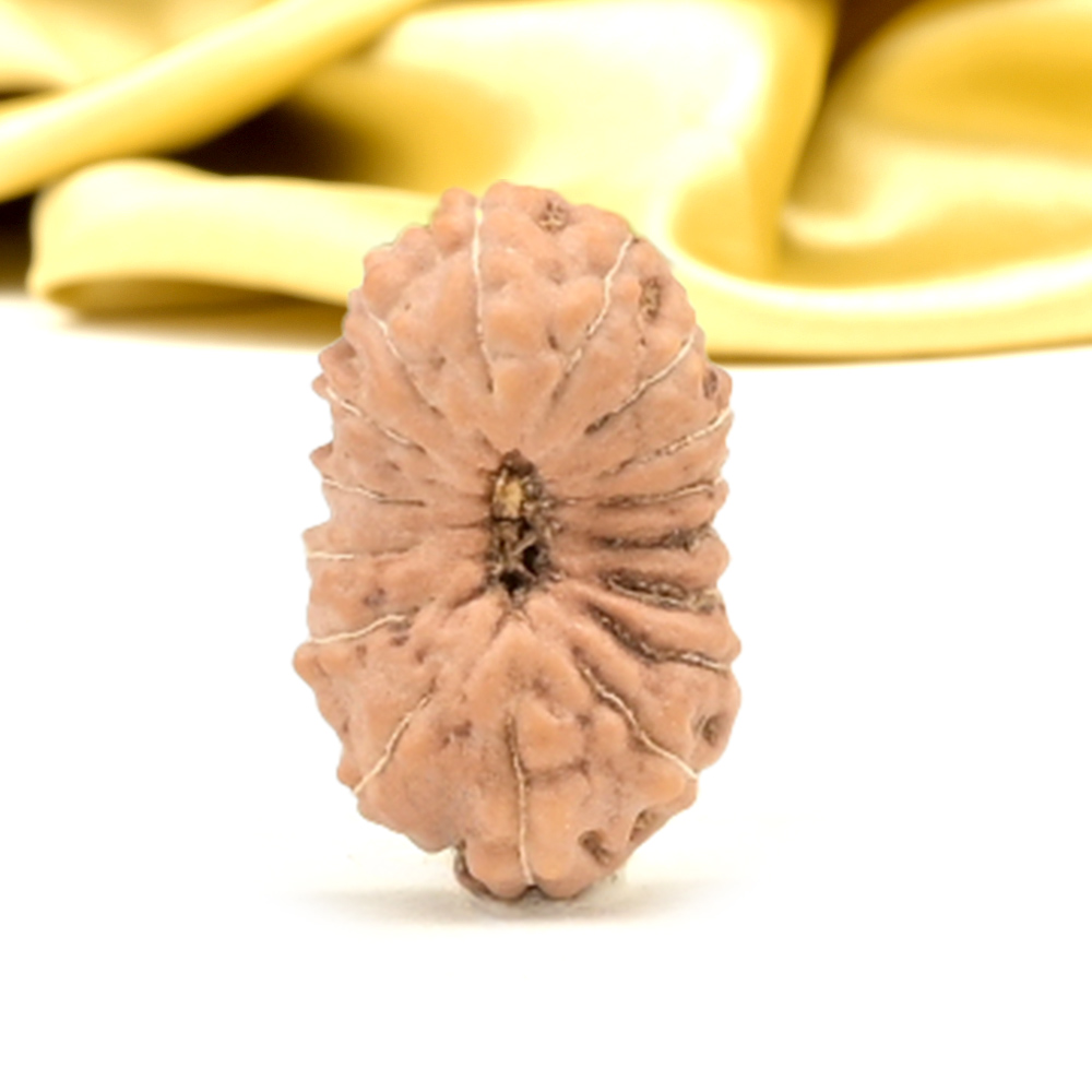 16 Mukhi from Java Indonesia Small - CLXI