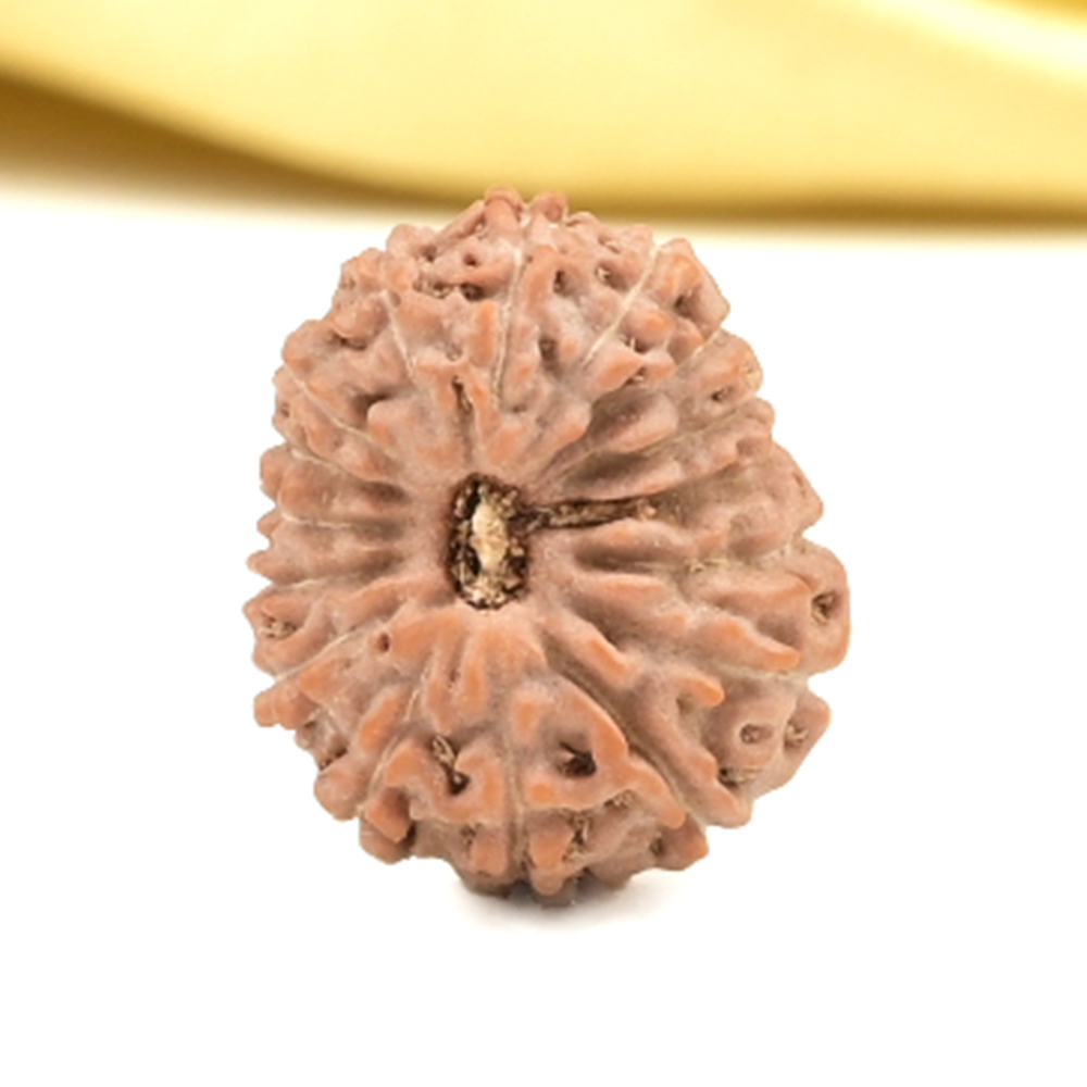 16 Mukhi from Java Indonesia Small - CLXII