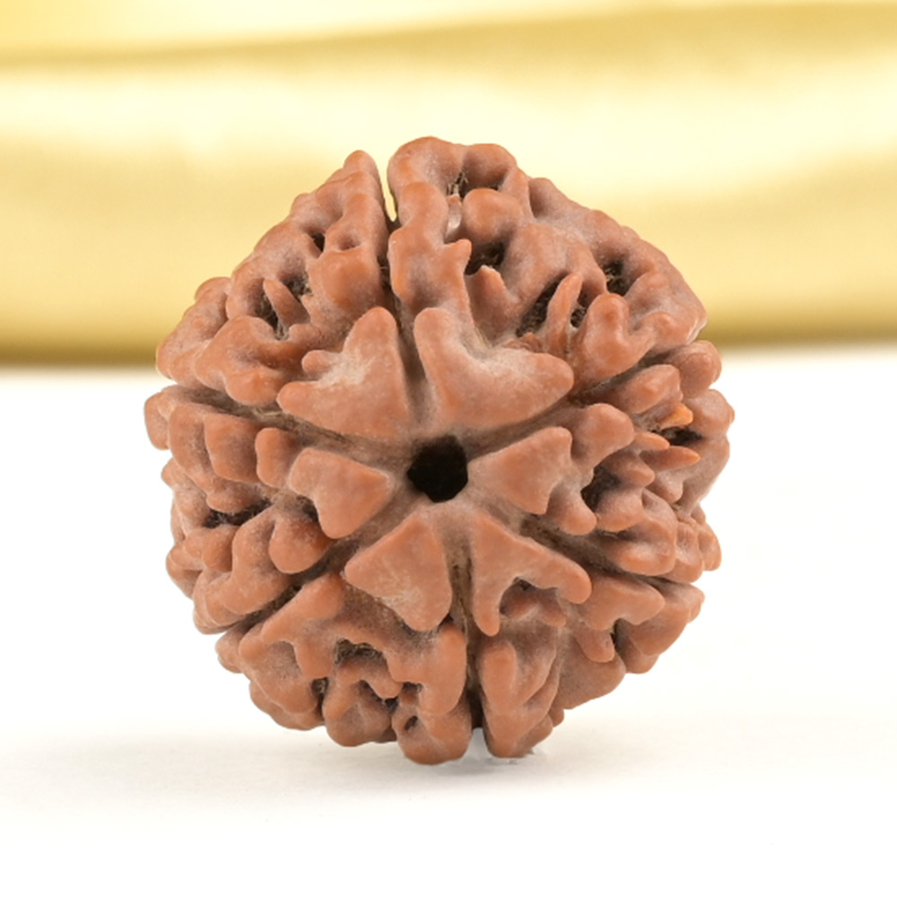 Collector 6 Mukhi from Nepal - CCXVIII