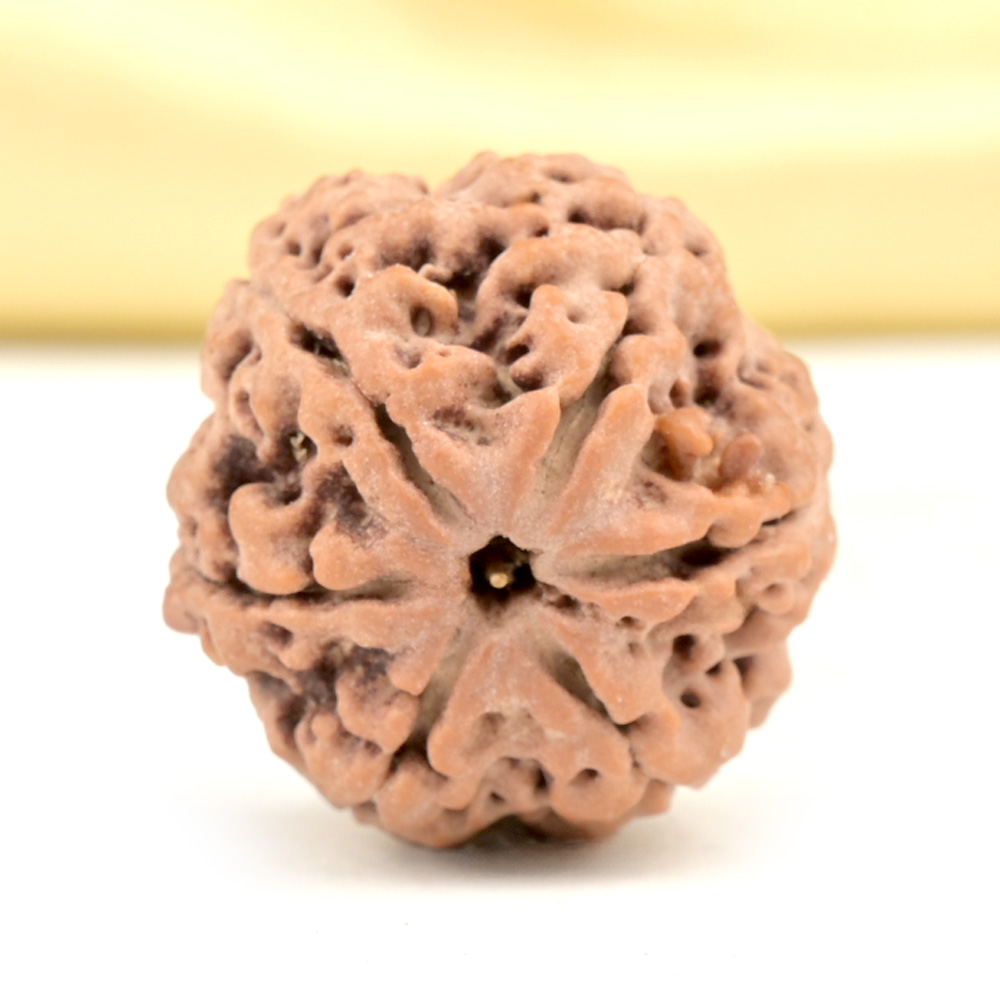 Collector 6 Mukhi from Nepal - CCXX