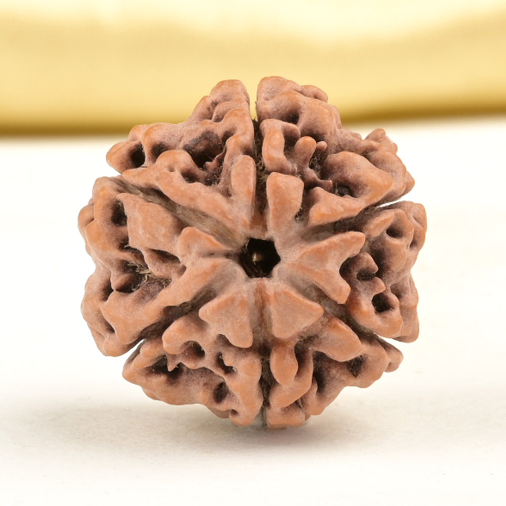 Collector 6 Mukhi from Nepal - CCXXII