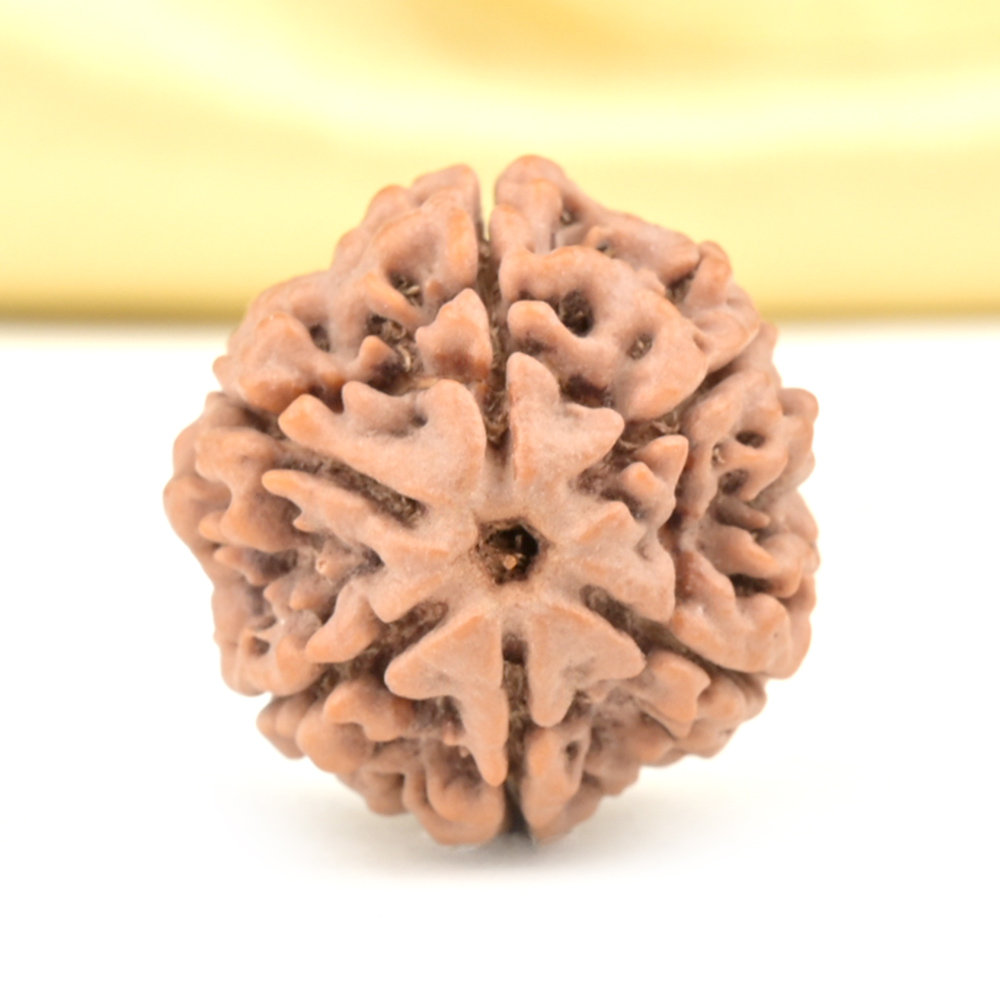 Collector 6 Mukhi from Nepal - CCXXIII