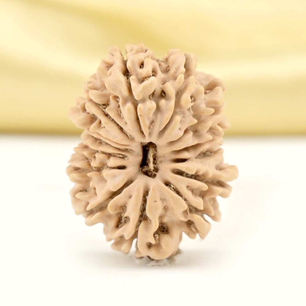 14 Mukhi from Nepal Small - CCLVII