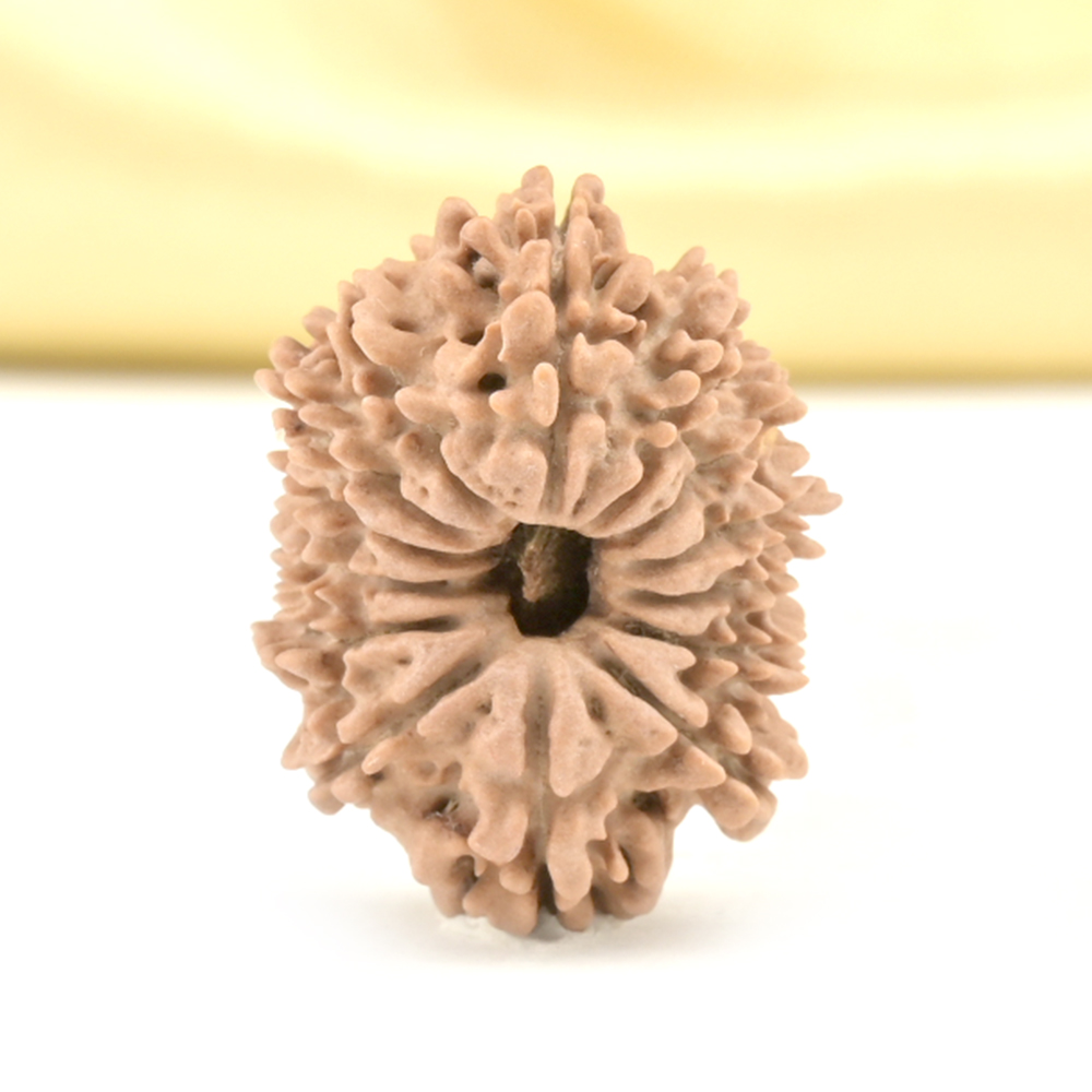 14 Mukhi from Nepal Small - CCLVIII