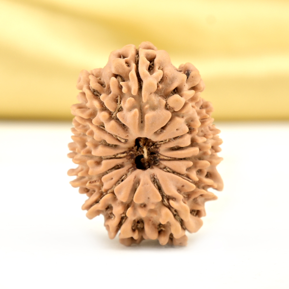 14 Mukhi from Nepal Small - CCLXXI