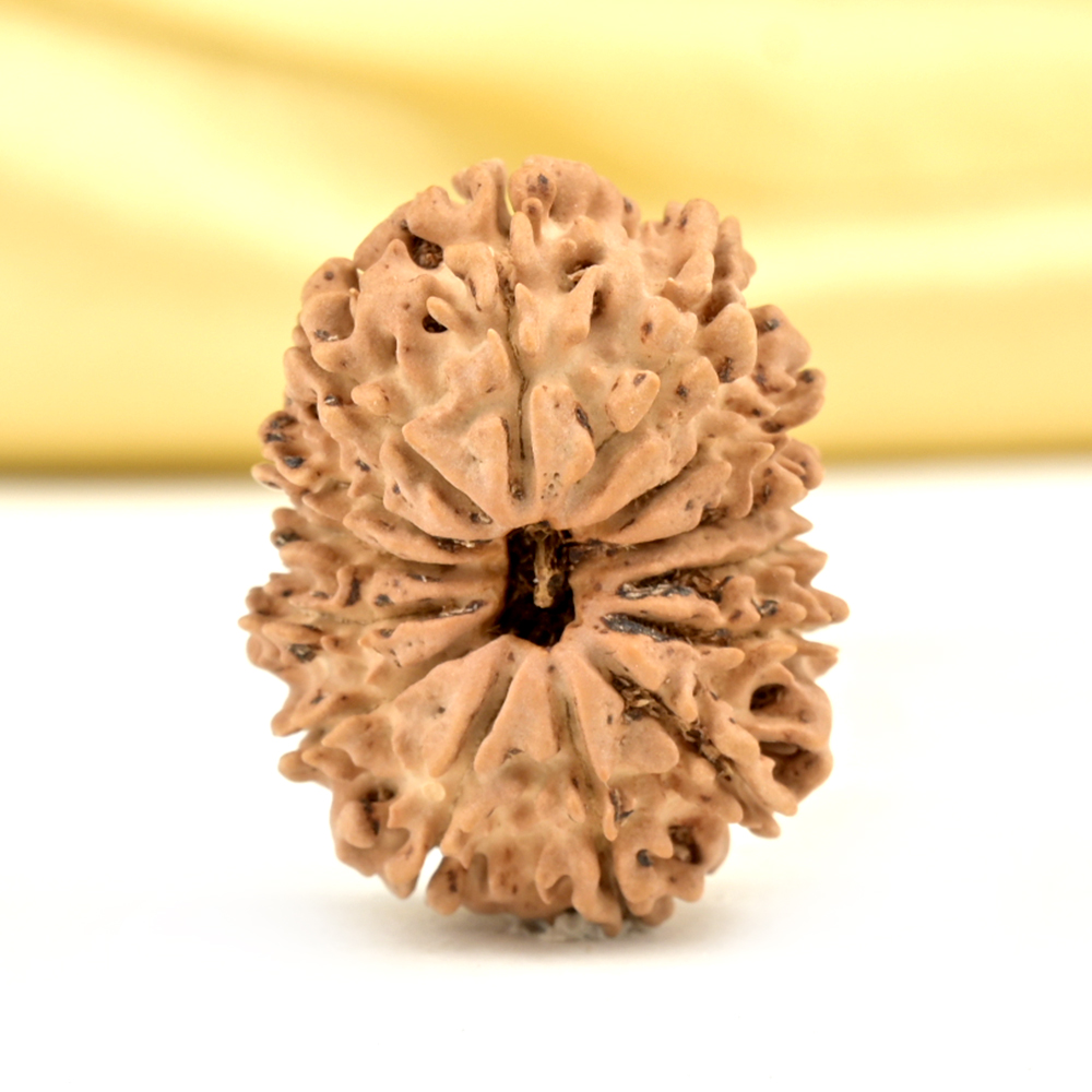 14 Mukhi from Nepal Small - CCLXXII