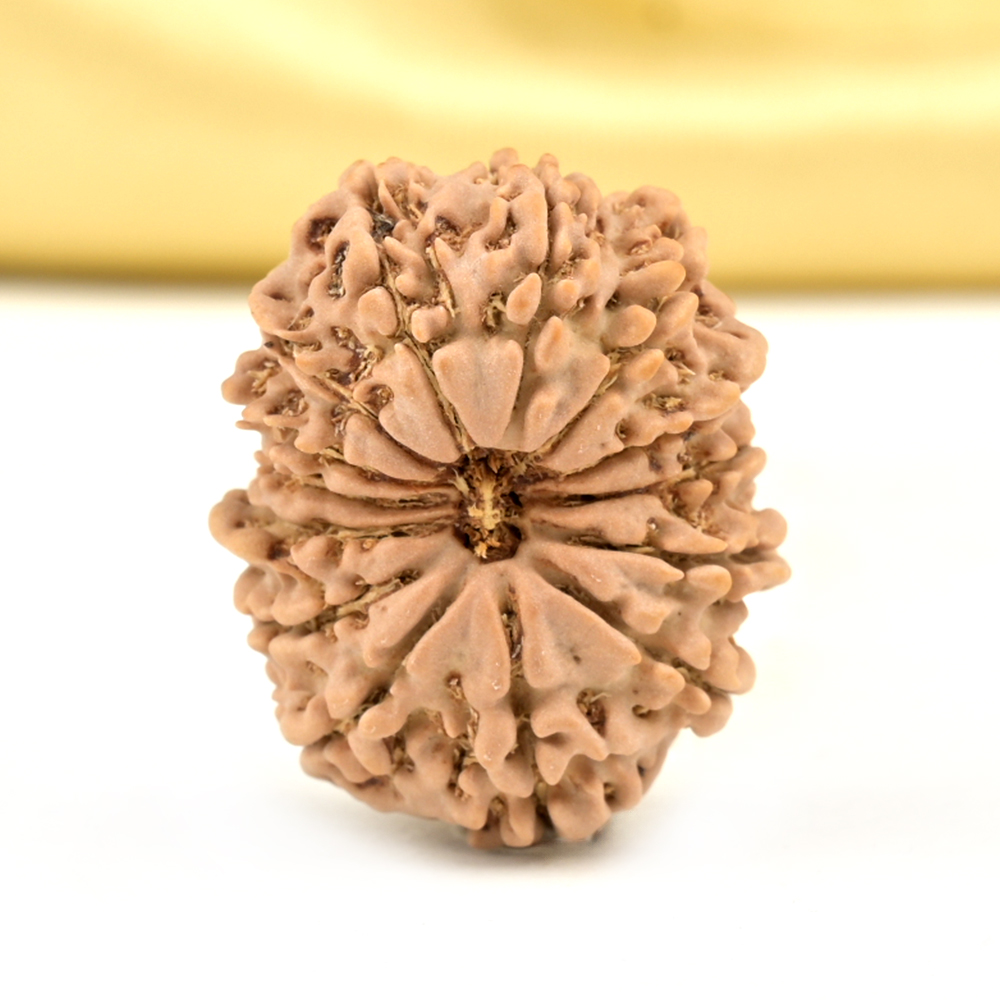 14 Mukhi from Nepal Small - CCLXXIII