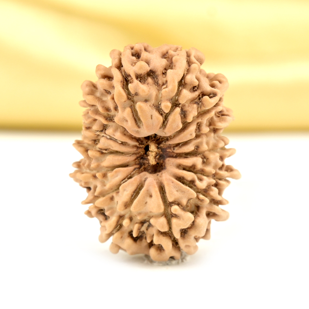 14 Mukhi from Nepal Small - CCLXXIV