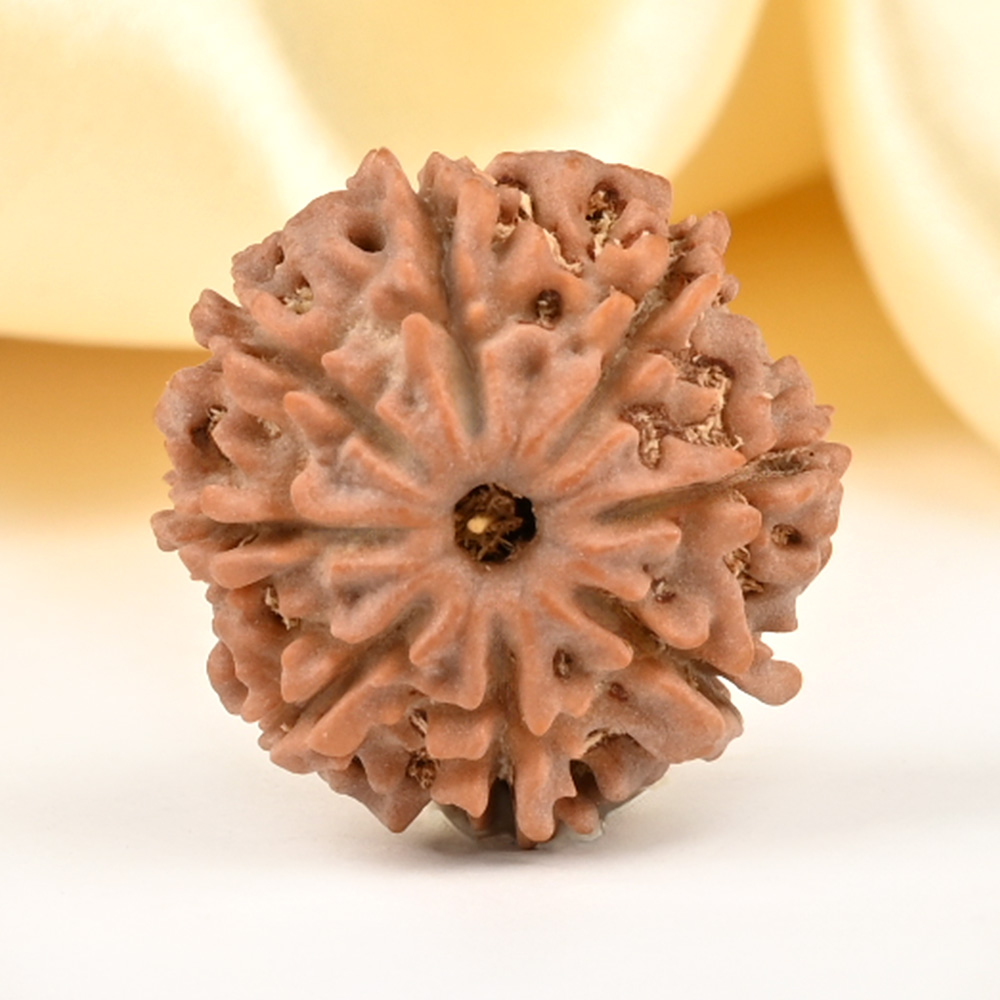 8 Mukhi from Nepal Small - CDXXIX