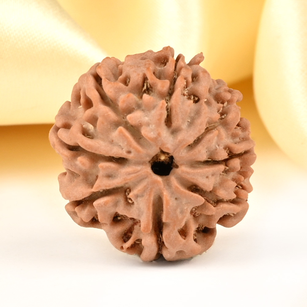 8 Mukhi from Nepal Small - CDXXX