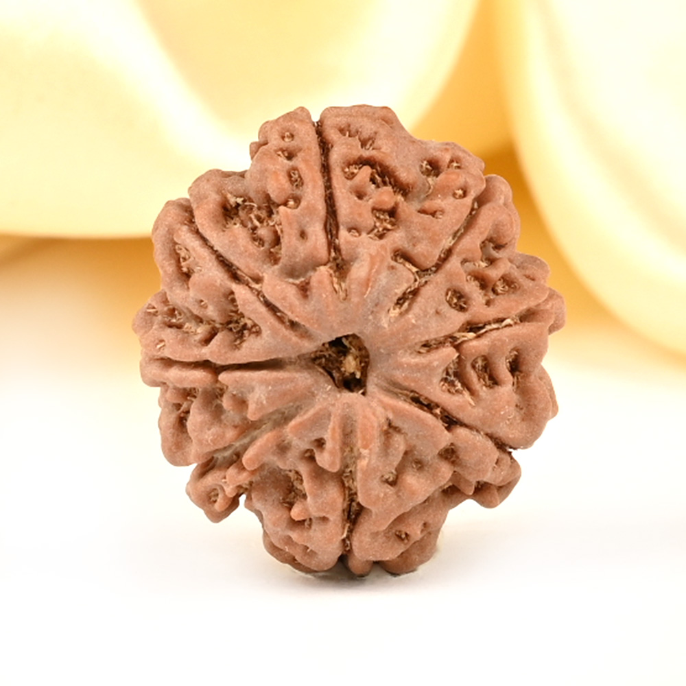 8 Mukhi from Nepal Small - CDXXXI