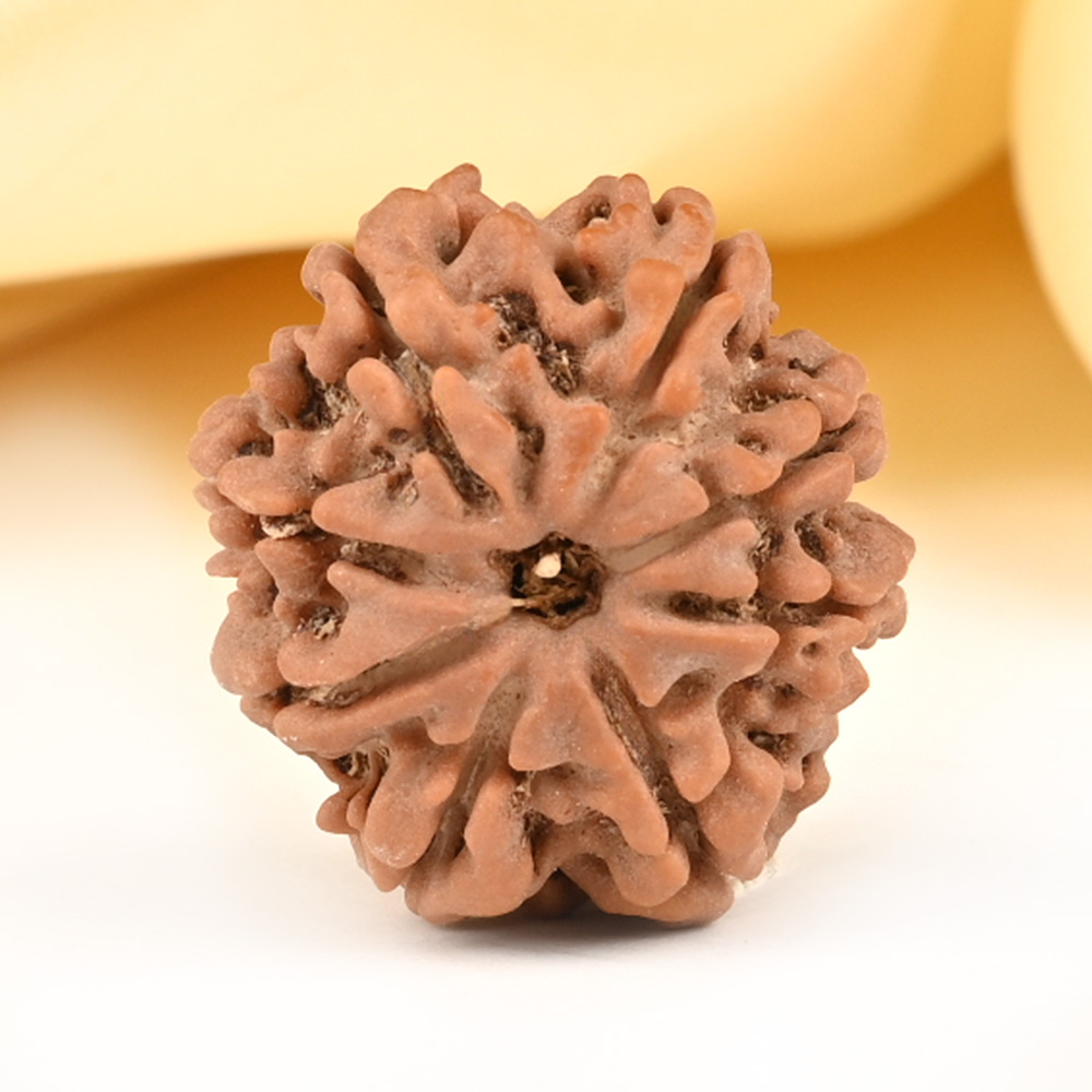 8 Mukhi from Nepal Small - CDXXXII