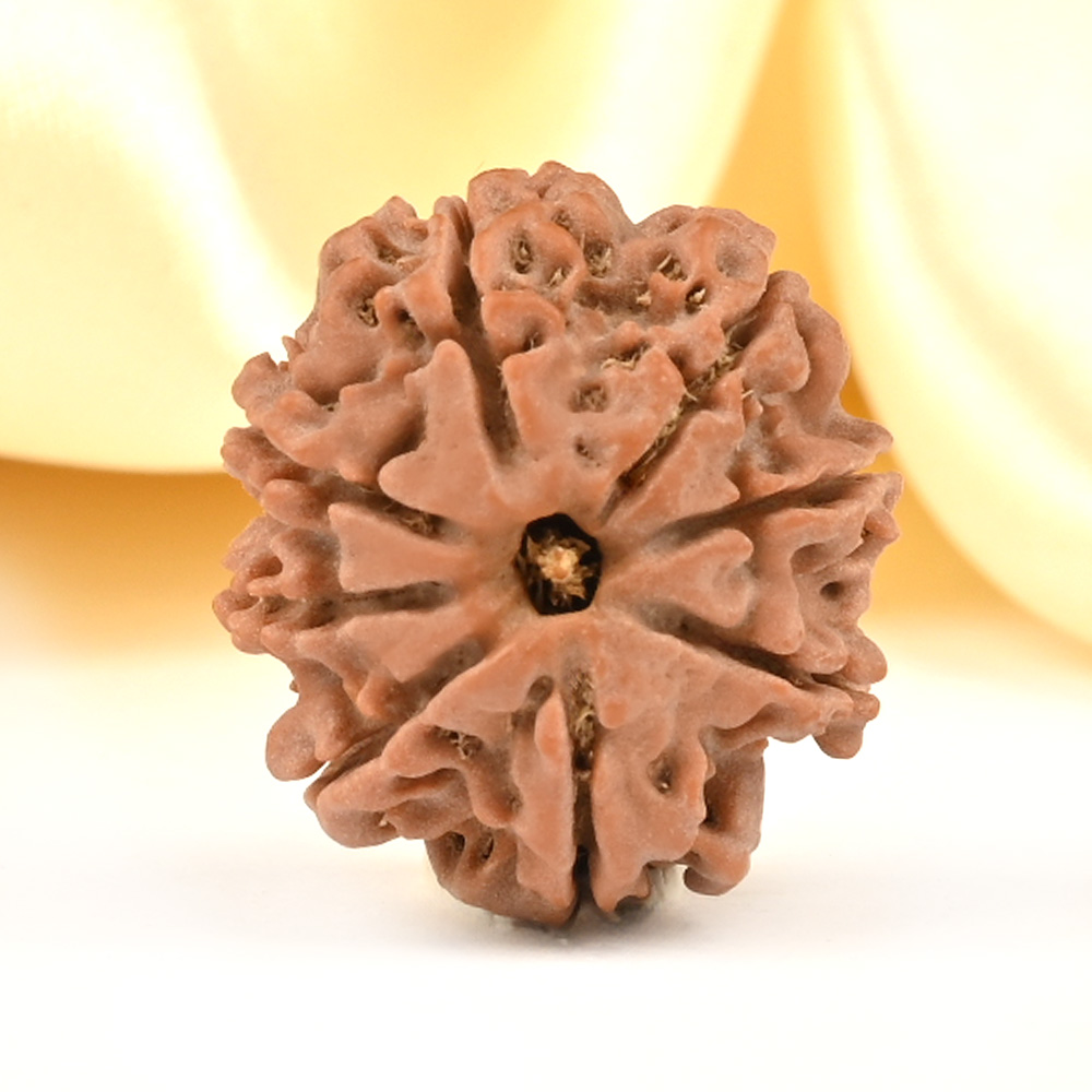 8 Mukhi from Nepal Small - CDXXXIII