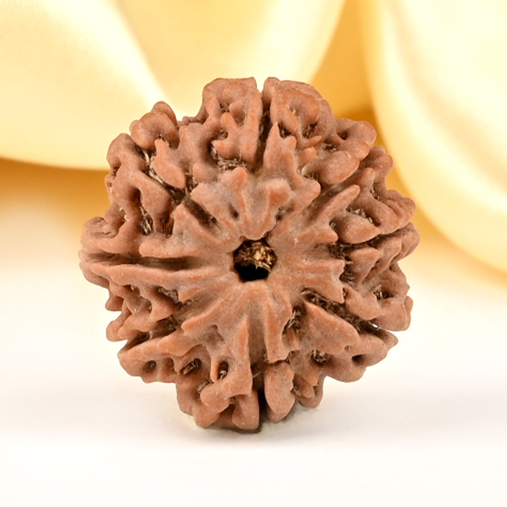 8 Mukhi from Nepal Small - CDXXXIV