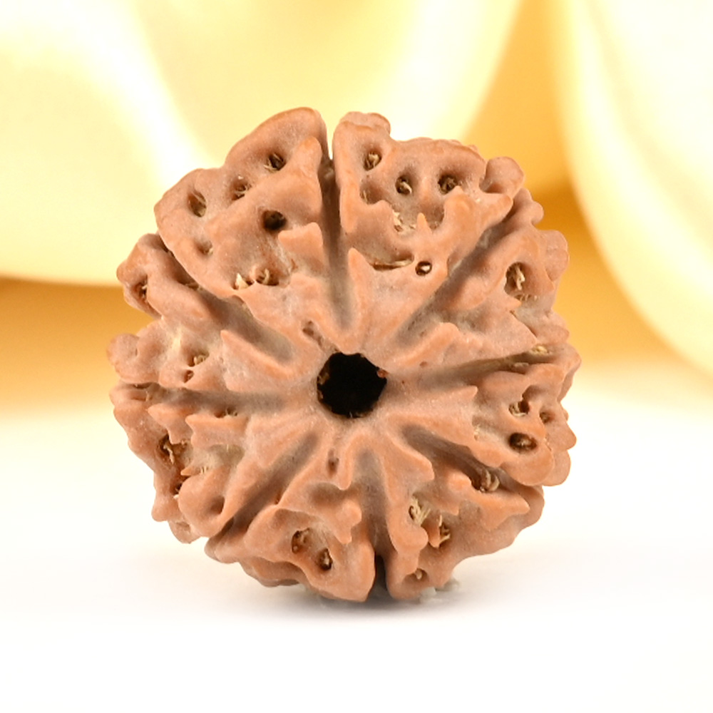 8 Mukhi from Nepal Small - CDXXXV