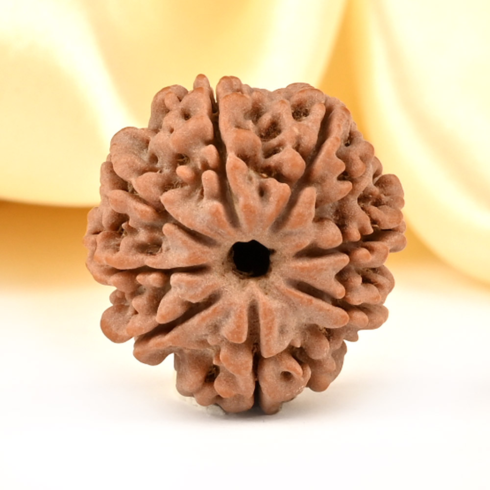 8 Mukhi from Nepal Small - CDXXXVI