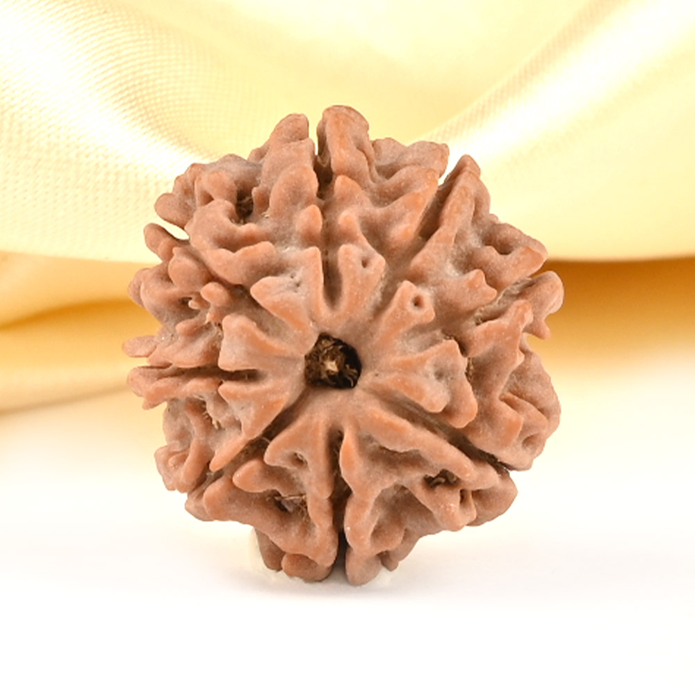 8 Mukhi from Nepal Small - CDXXXVII