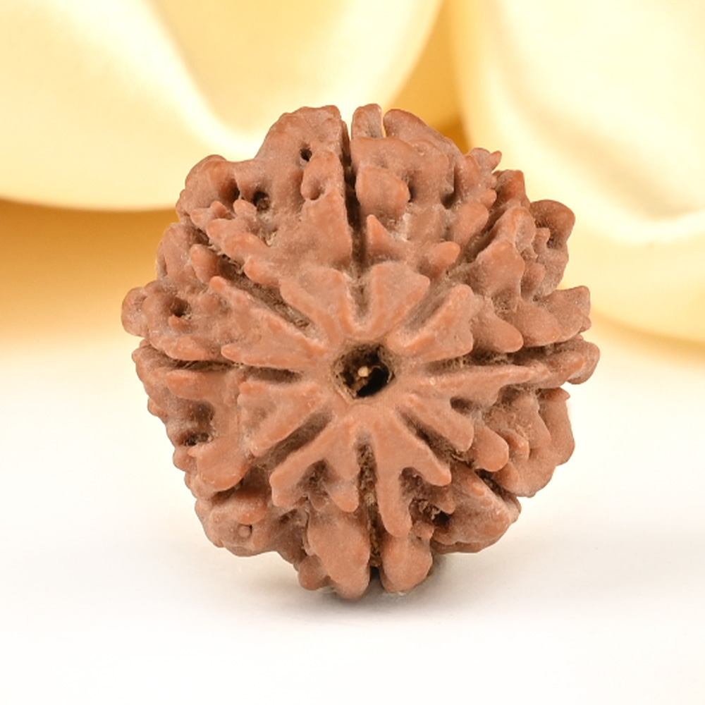 8 Mukhi from Nepal Small - CDXXXVIII
