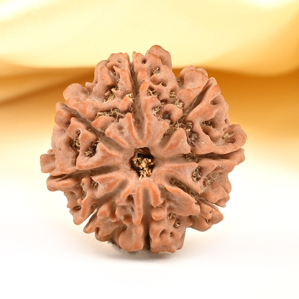 8 Mukhi from Nepal Small - CDXXXIX