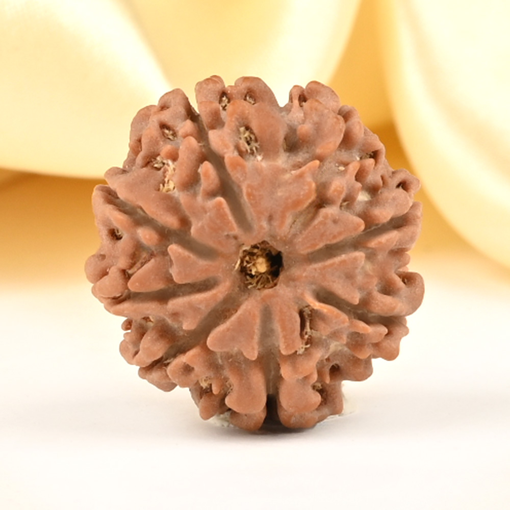 8 Mukhi from Nepal Small - CDXL