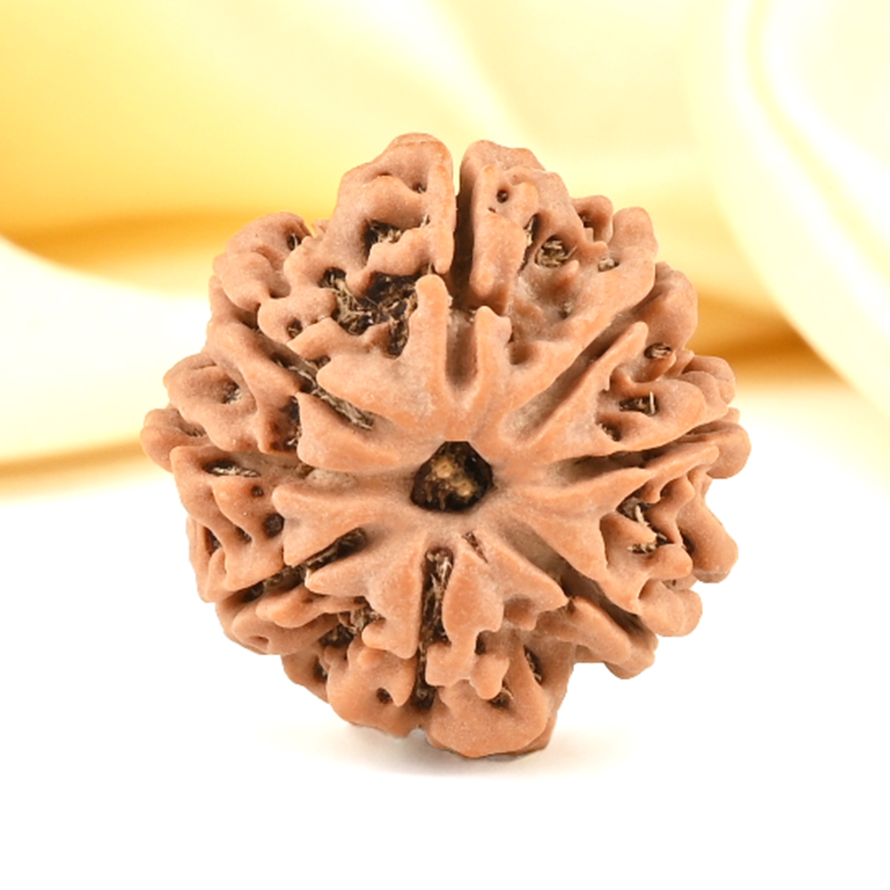 8 Mukhi from Nepal Small - CDXLI