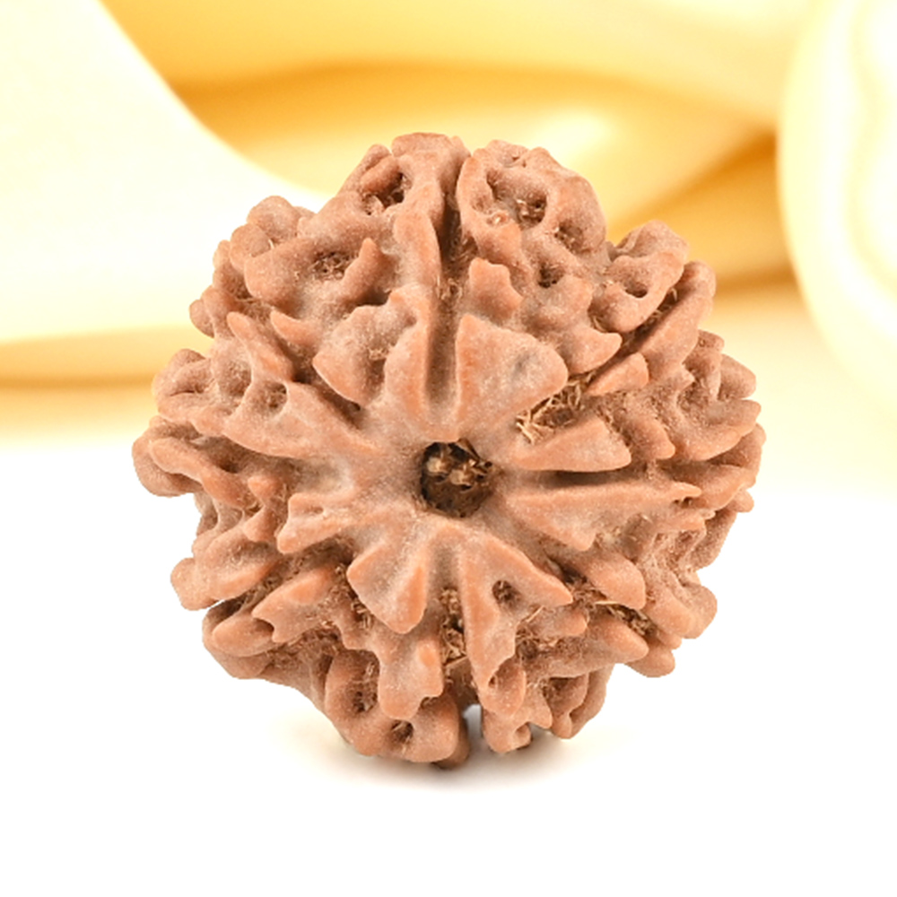 8 Mukhi from Nepal Small - CDXLII