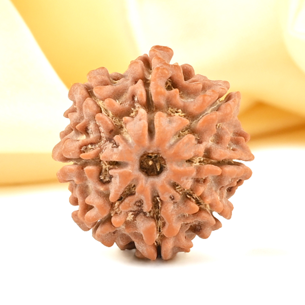 8 Mukhi from Nepal Small - CDXLIII