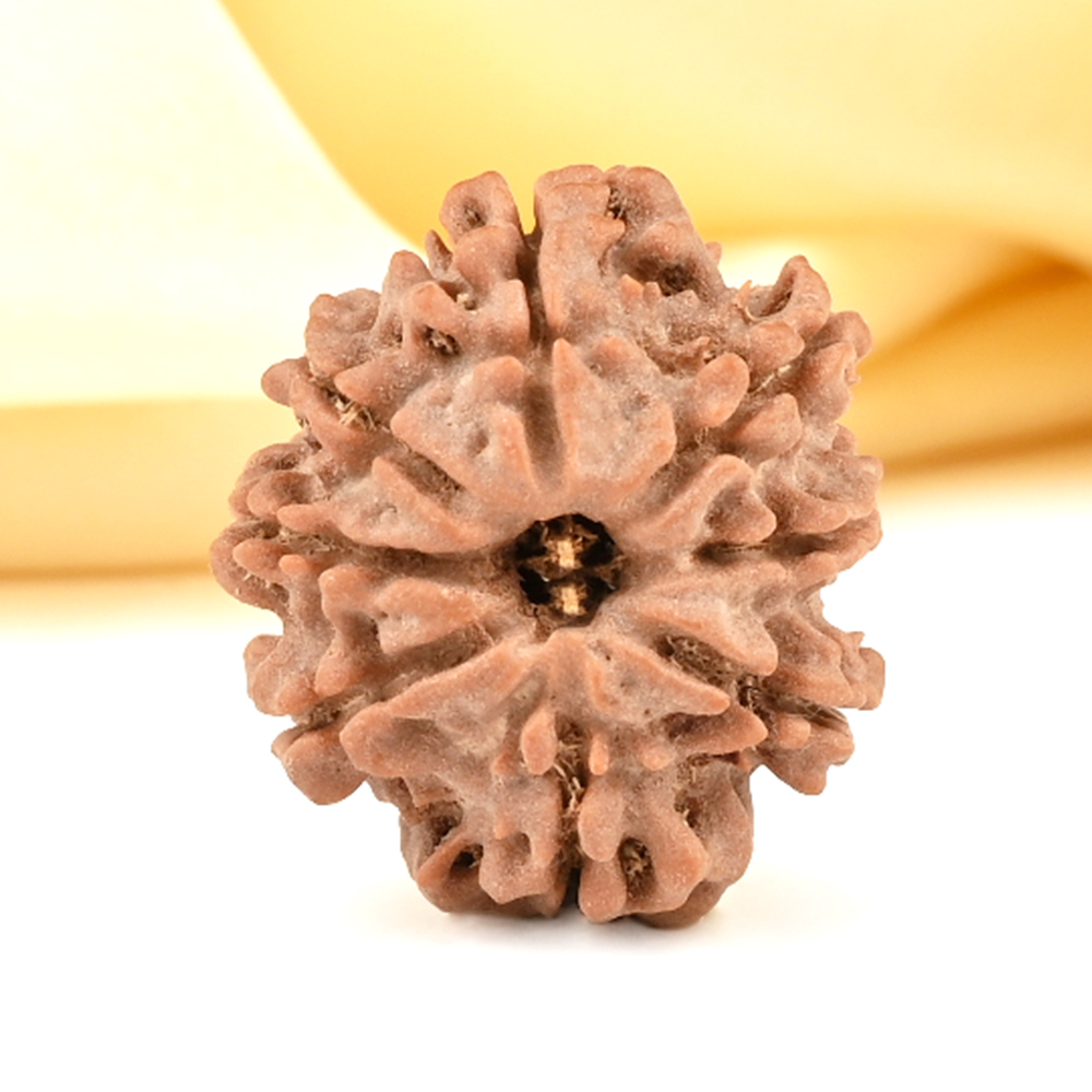 8 Mukhi from Nepal Small - CDXLIV