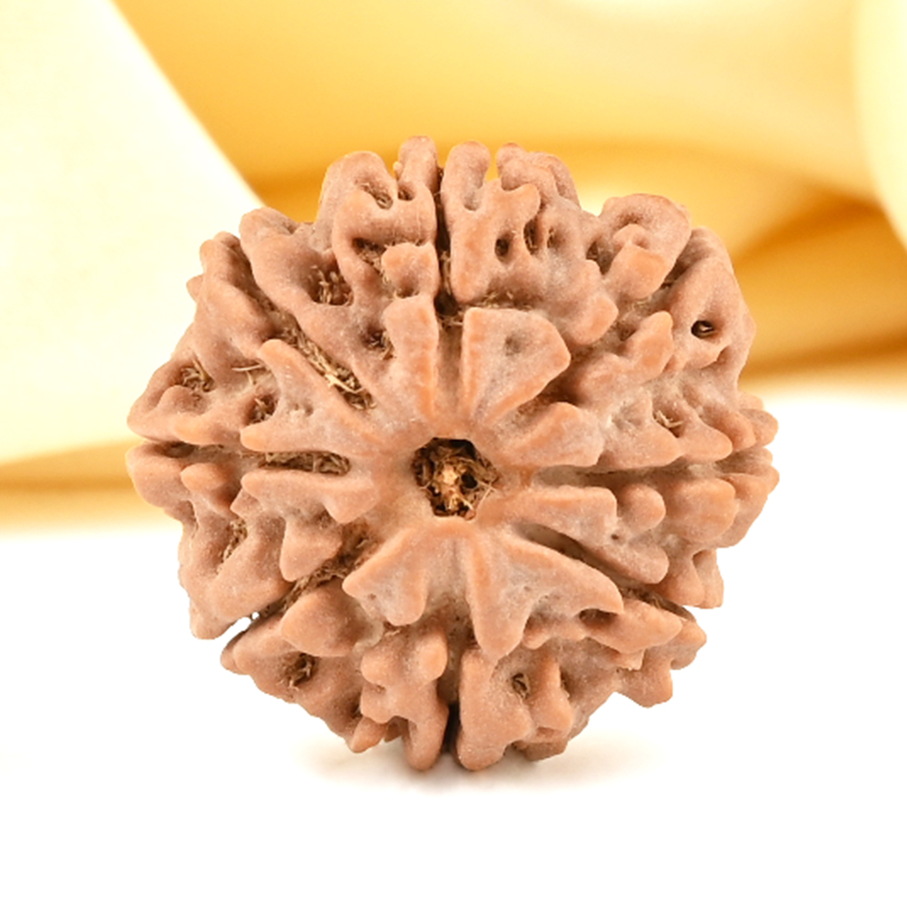 8 Mukhi from Nepal Small - CDXLV