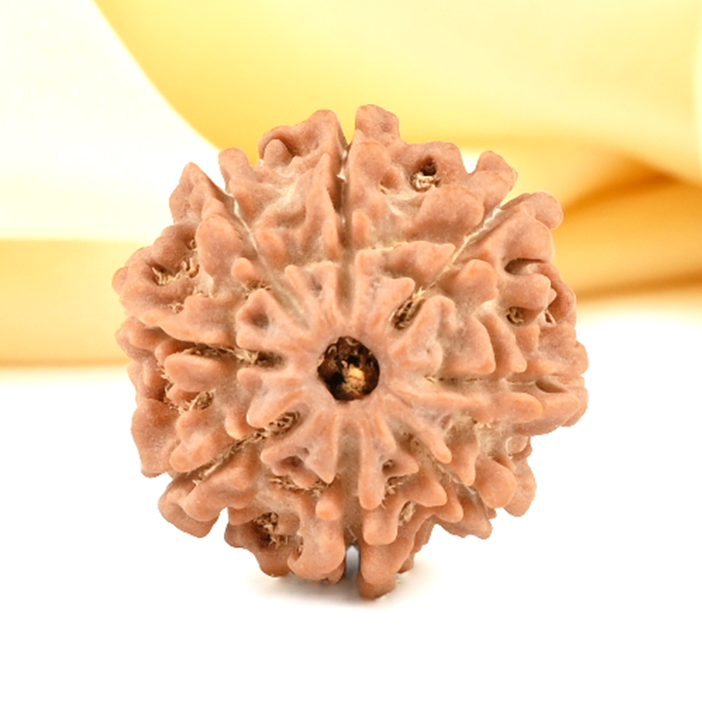 8 Mukhi from Nepal Small - CDXLVI