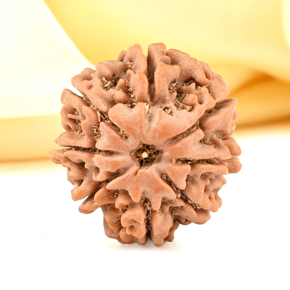 8 Mukhi from Nepal Small - CDXLVII