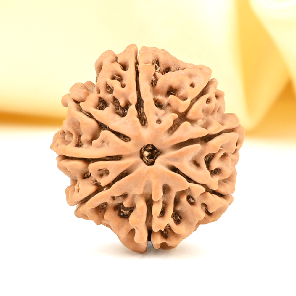 8 Mukhi from Nepal - CDXX