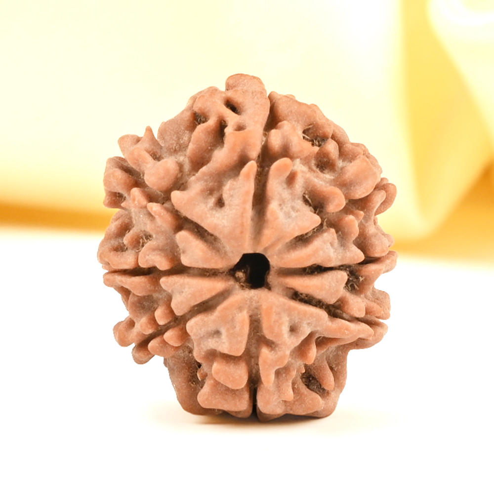 8 Mukhi from Nepal - CDXXII