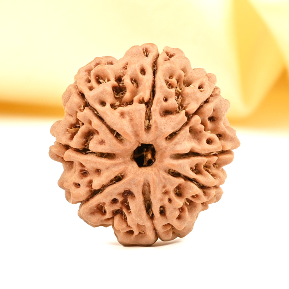 8 Mukhi from Nepal - CDXXIII