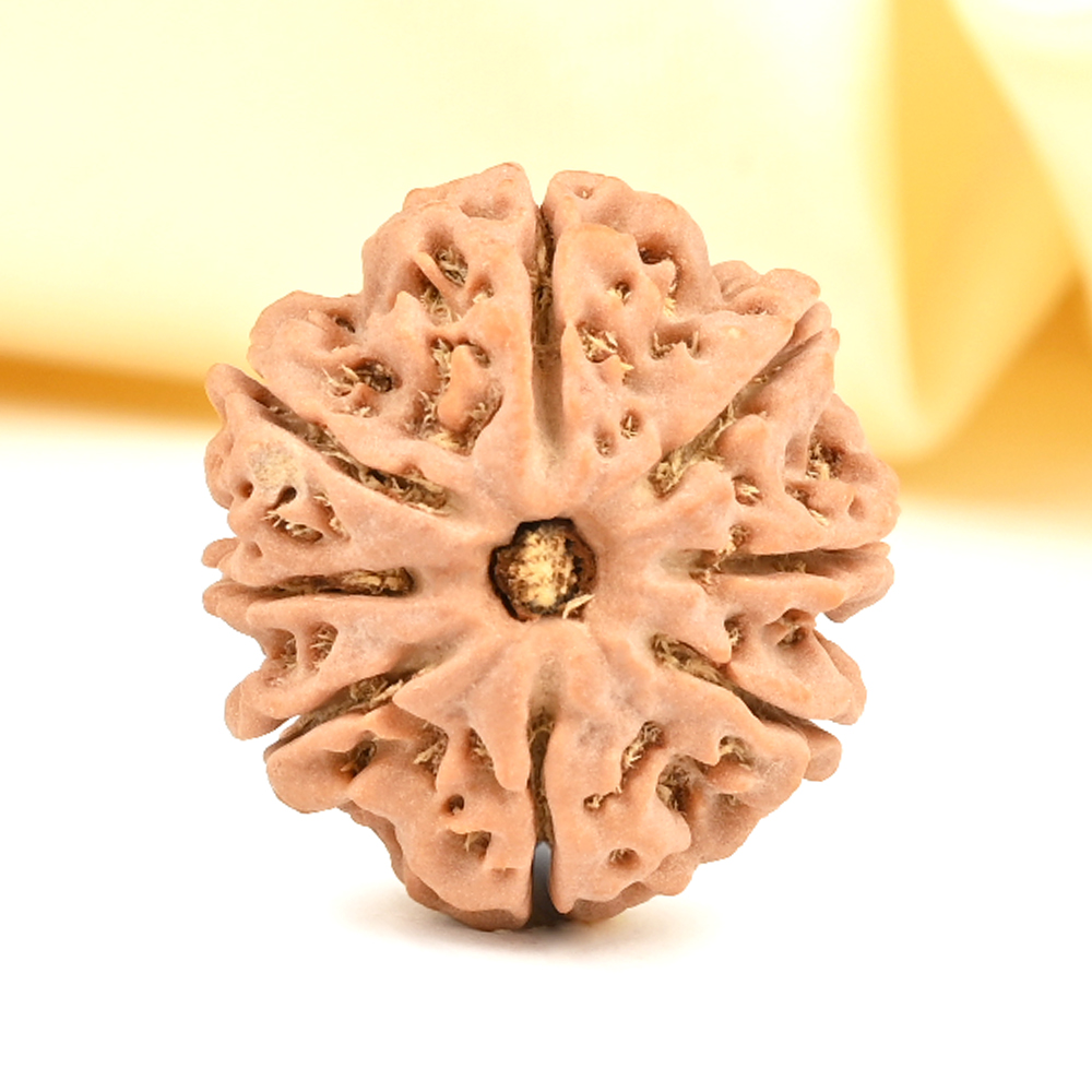 8 Mukhi from Nepal - CDXXIV