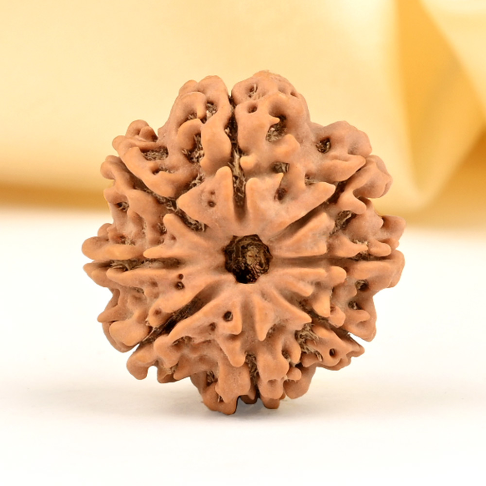 8 Mukhi from Nepal - CDXXV