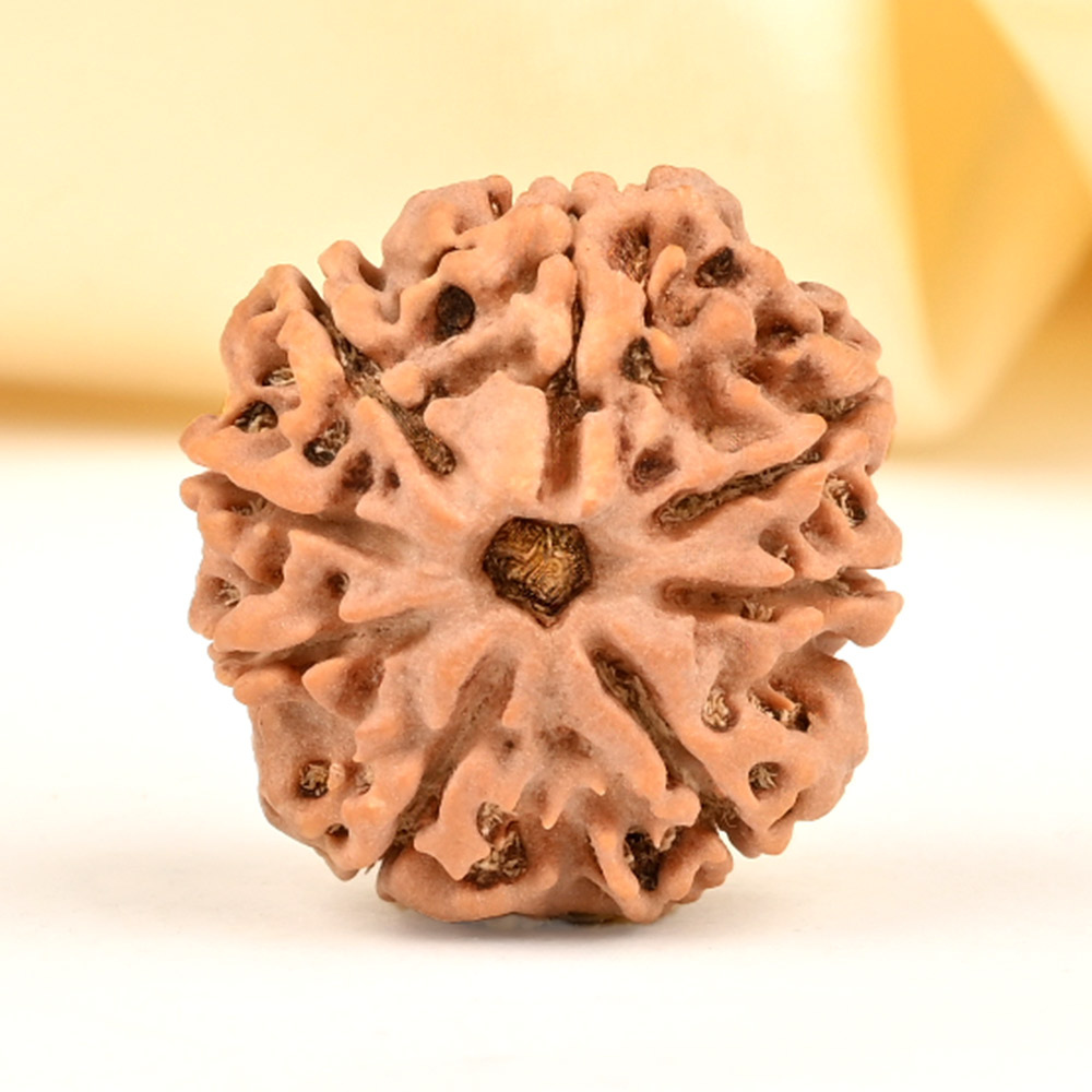 8 Mukhi from Nepal - CDXXVI